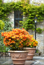 Mini_121005-112602-glenveigh pots lamp